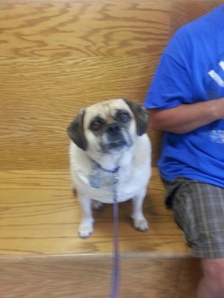 Mill Plain Veterinary Clinic Danbury, CT Nextdoor