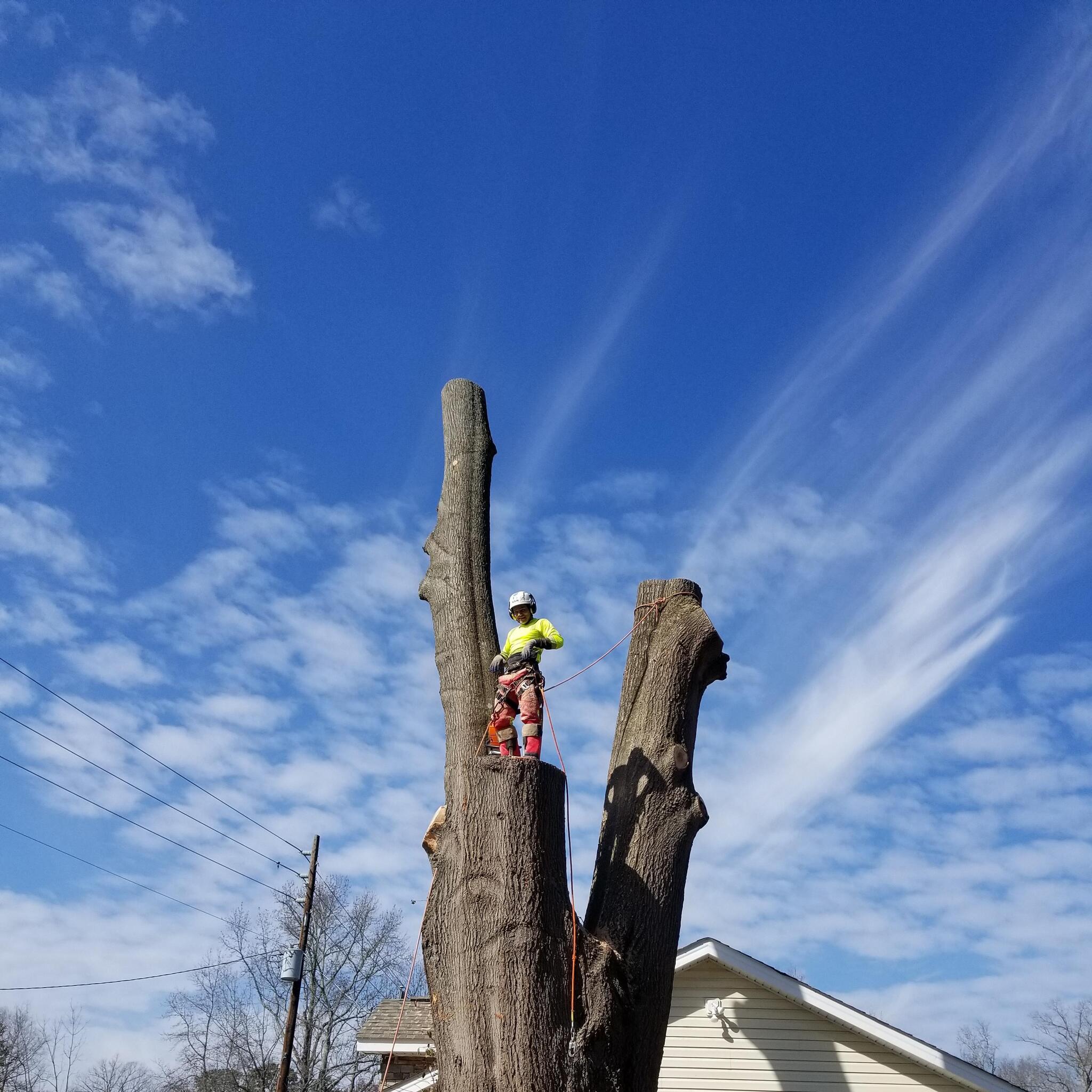 Arborist 1 Tree Service - Wendell, NC - Nextdoor