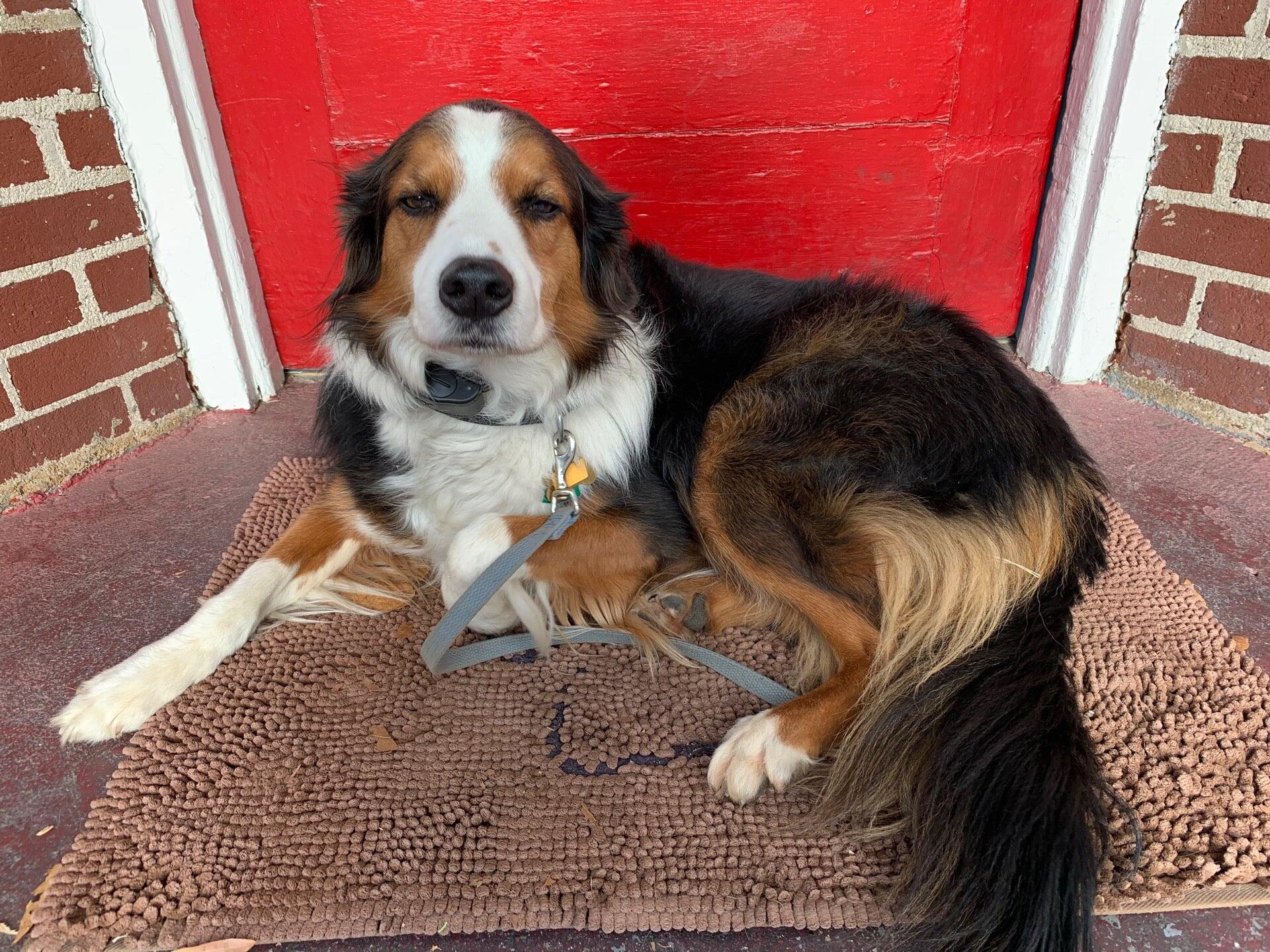 Mountain Hounds Ellijay Ellijay GA Nextdoor