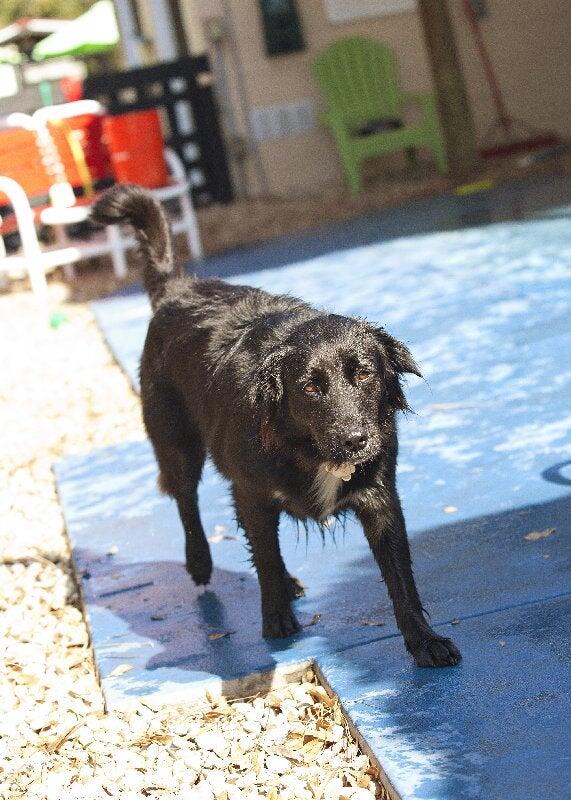 Love My Dog Resort & Waterpark