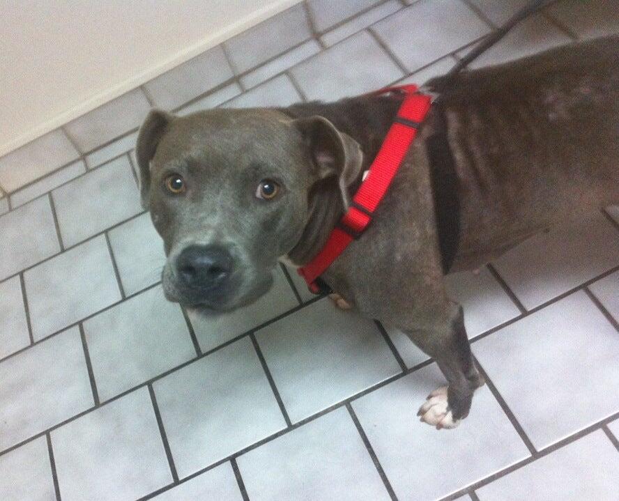 southside animal clinic okc