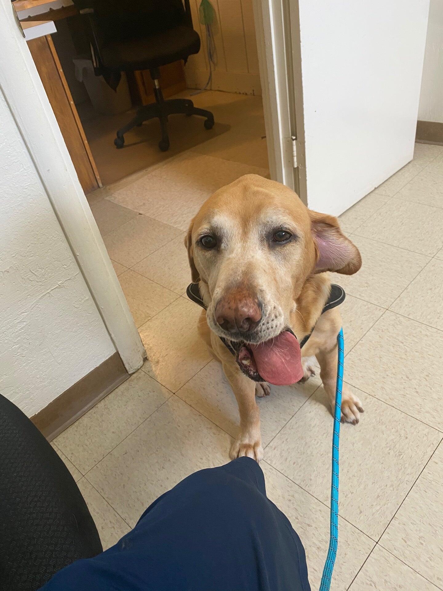 Country Veterinary Hospital Elk Grove, CA Nextdoor