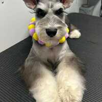 Grubby Paws Mobile Pet Grooming Corpus Christi TX Nextdoor