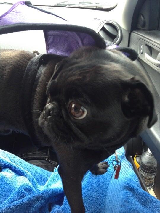 Sabal Chase Animal Clinic