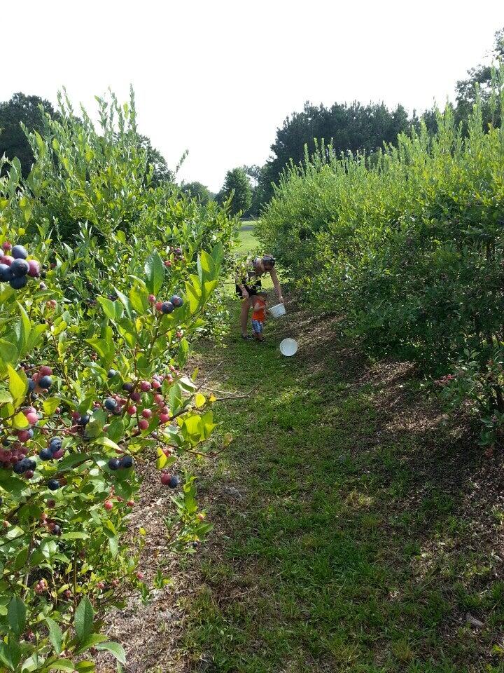 Winyah Blueberry Farm SC Nextdoor