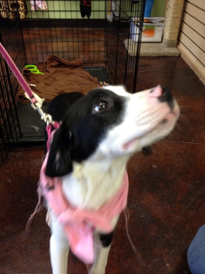 Lizzi & Rocco's Natural Pet Market