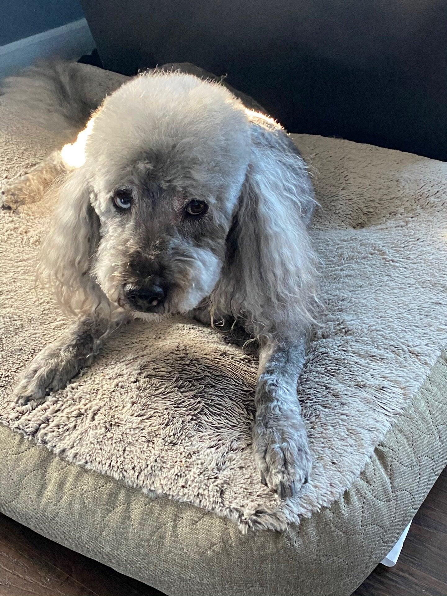 Fayetteville Ar Craigslist Pets 02 - xtpa43t