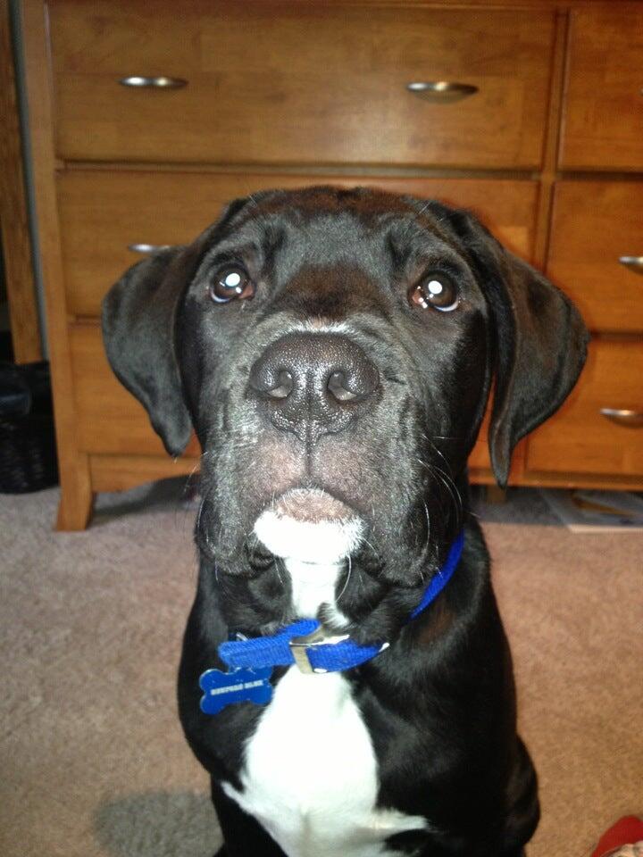 Hawley Animal Clinic Peoria, IL Nextdoor