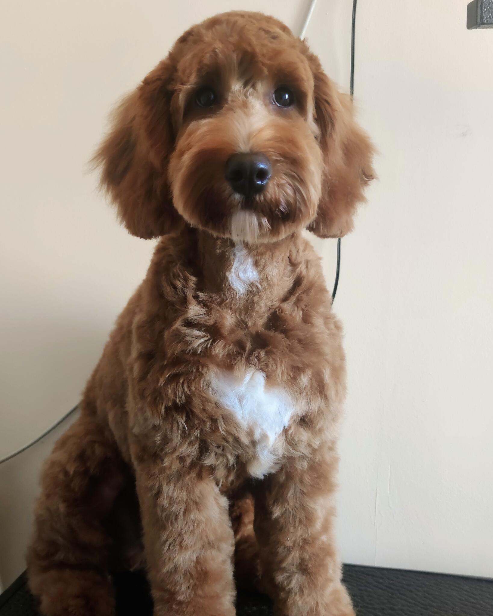 Professional Dog & Cat grooming Taunton Nextdoor