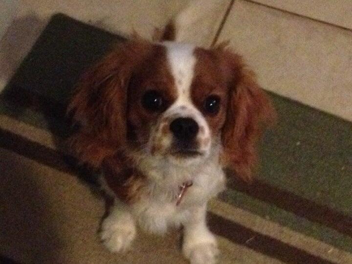 PetSmart Brooklyn, NY Nextdoor