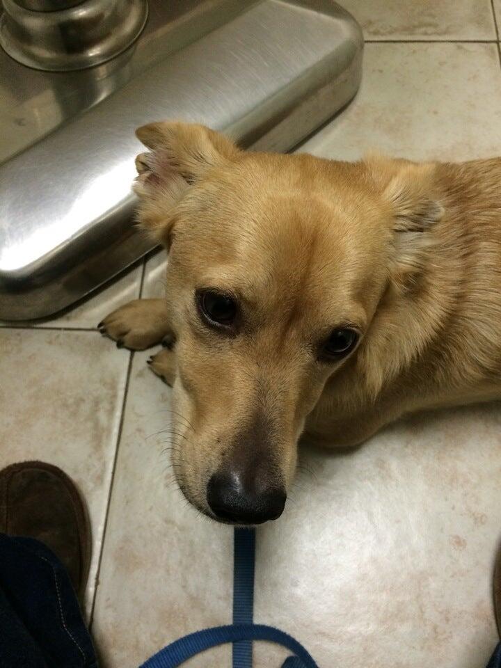 Bench Animal Hospital Boise, ID Nextdoor