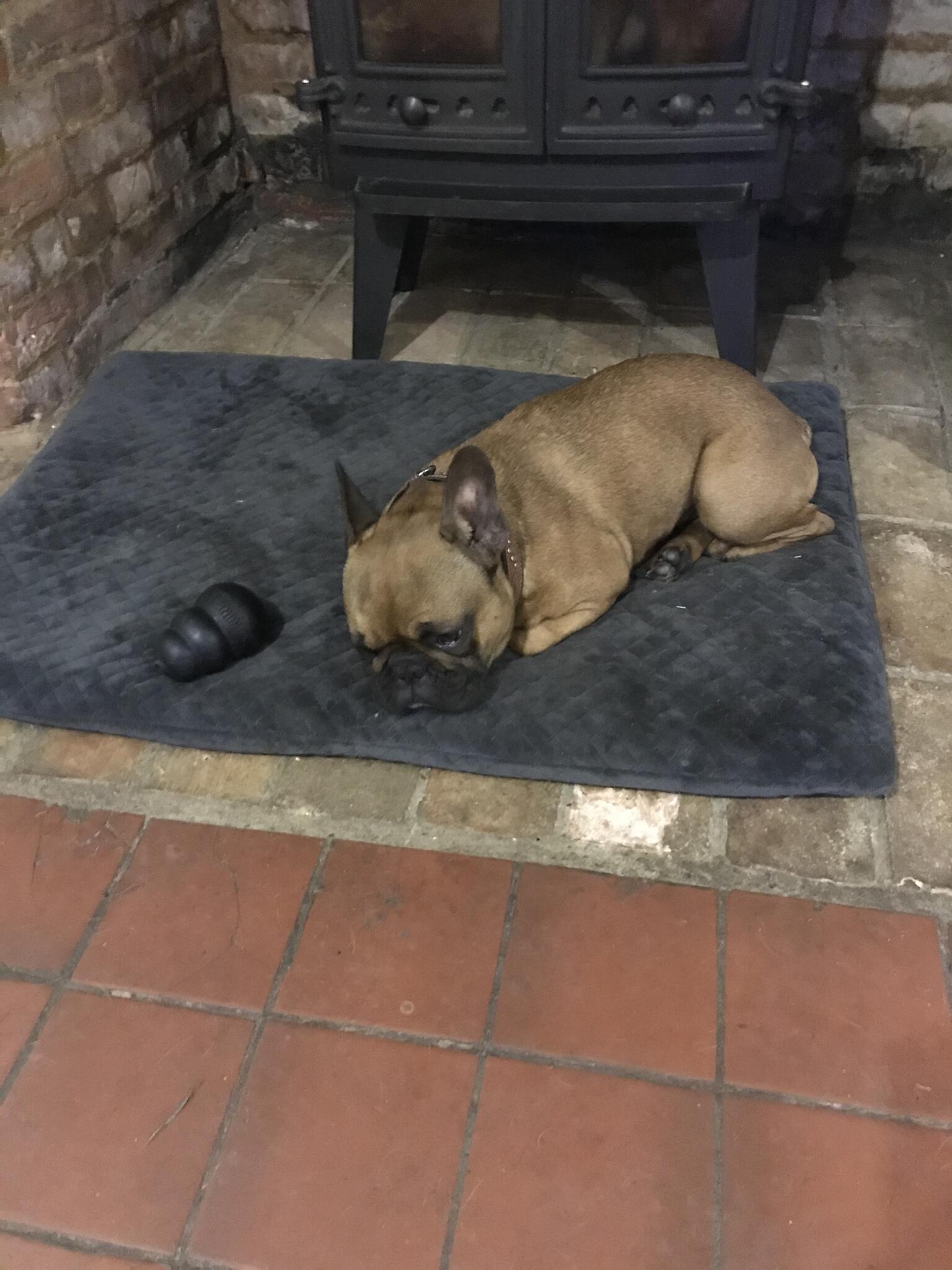 Black Horse Farm Dog Boarding Diss Nextdoor