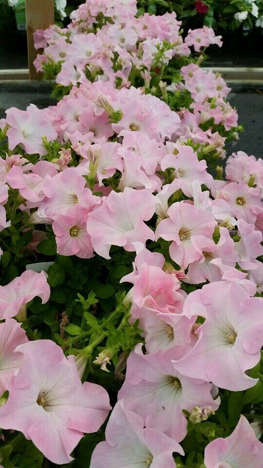 elm-court-garden-centre-gillingham-nextdoor