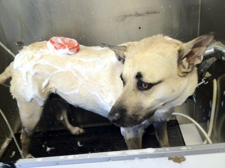 Village Pets & Supplies