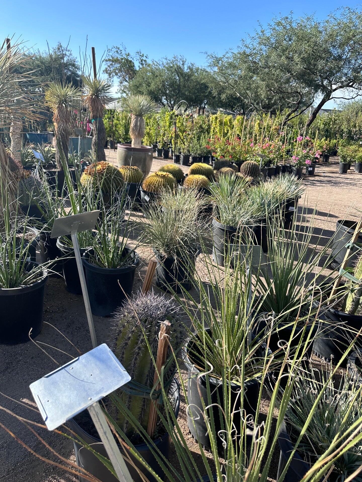 Green Things Tucson, AZ Nextdoor