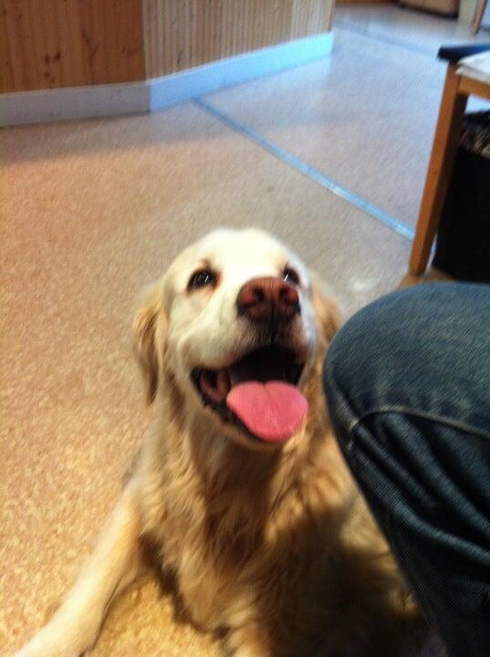 Penobscot Veterinary Services