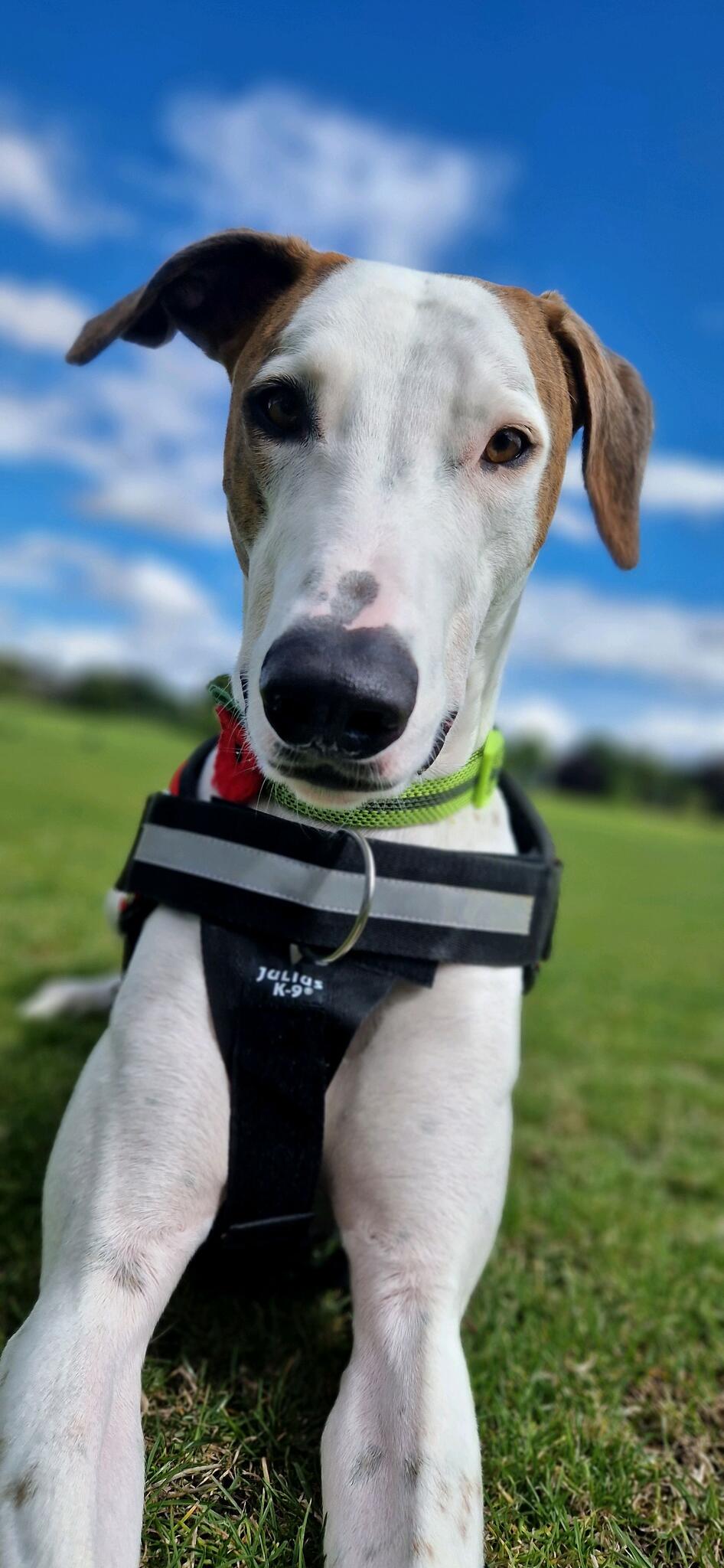 Leo's Home Dog Boarding Perth, GBSCT Nextdoor