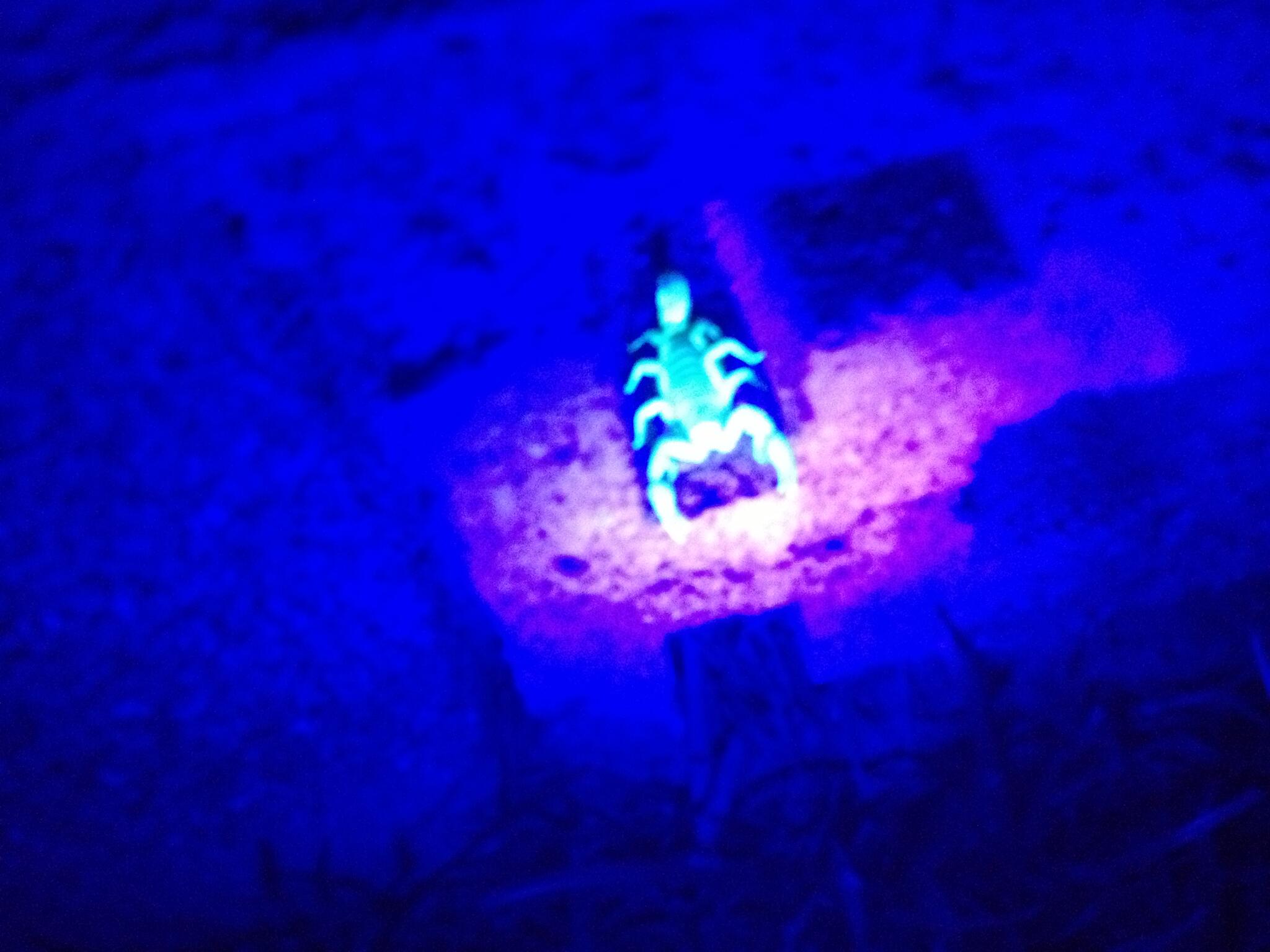 Magic Pest Control Gilbert, AZ Nextdoor