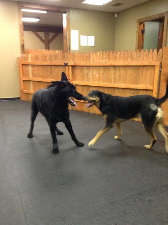 Country Dogs Daycare & Retail Shoppe, Inc.