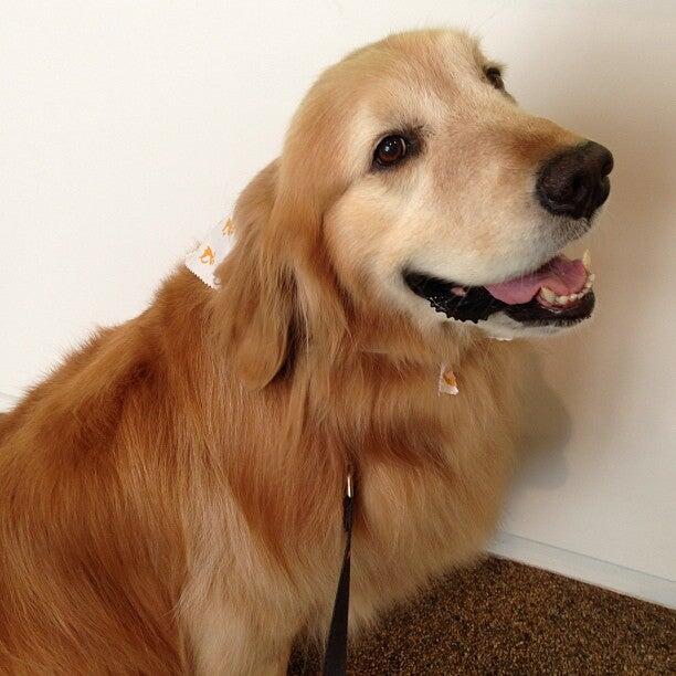 Citydog! Club Los Angeles, CA Nextdoor