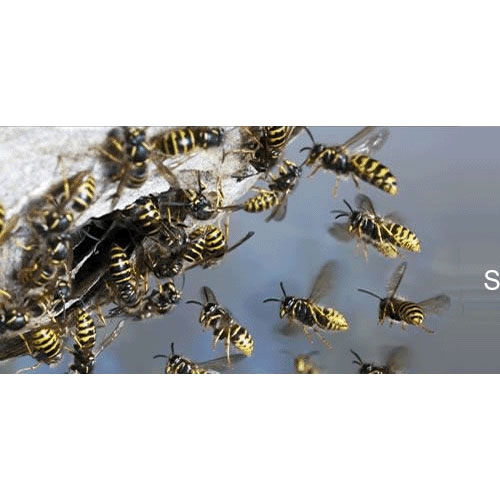 Huntcatchkill Pest Control York Nextdoor