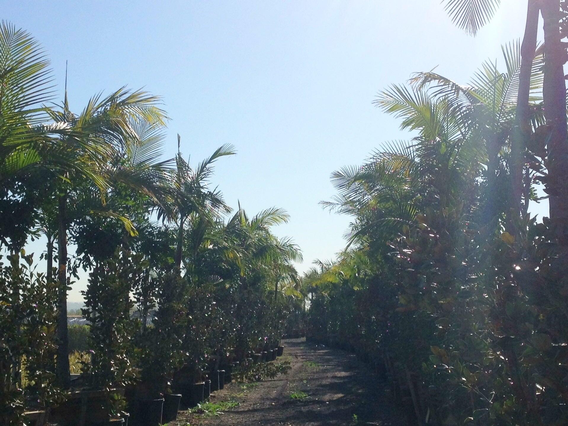 Terra Bella Nursery - San Diego, CA - Nextdoor