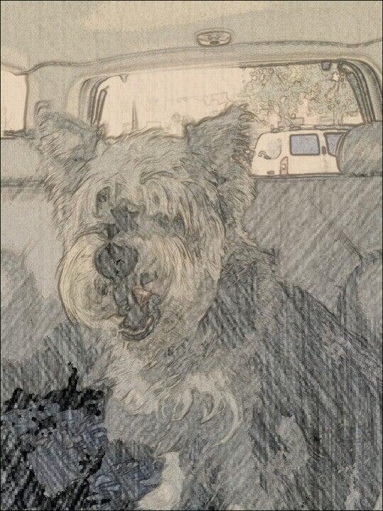 Sydnee's Pet Grooming San Marcos, CA Nextdoor