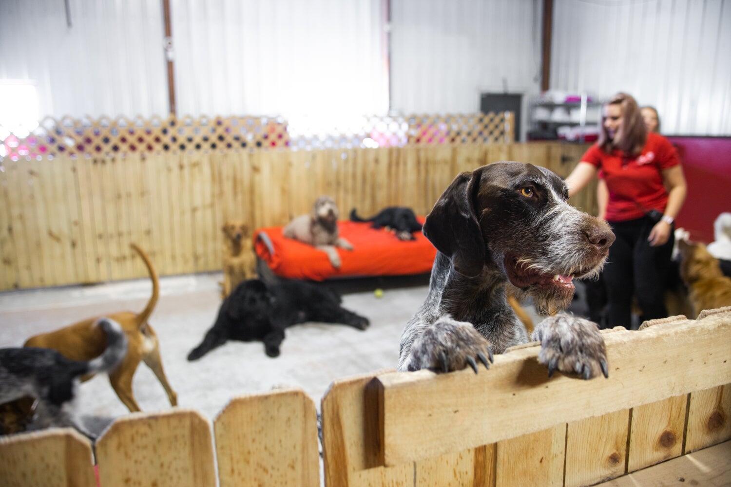 Safe Haven Pet Resort Rapid City, SD Nextdoor