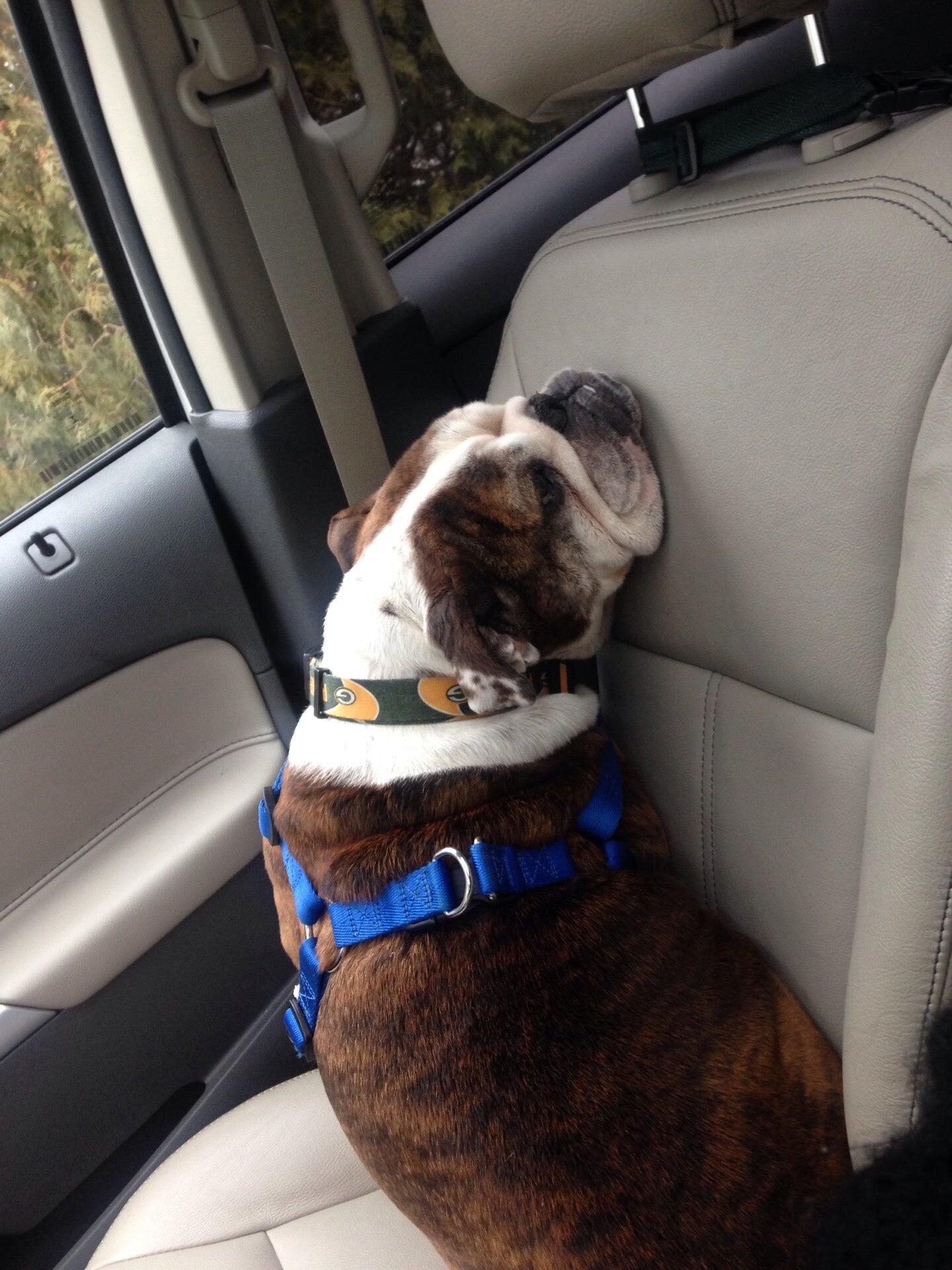 Eye Care for Animals Pewaukee Brookfield, WI Nextdoor