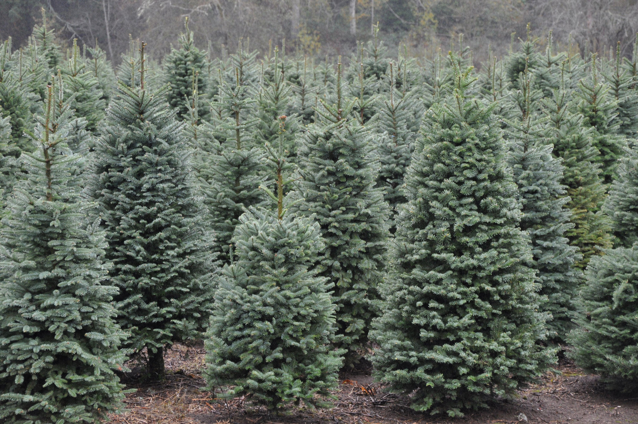 Klopman Farms U-Cut Christmas Trees - Washougal, WA - Nextdoor