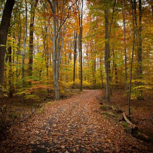 Natural Lands' Bryn Coed Preserve - Chester Springs, PA - Nextdoor