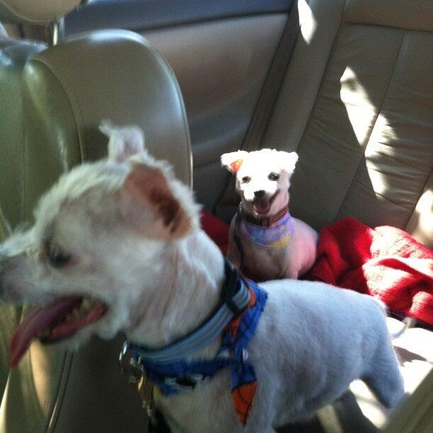 Academy West Animal Hospital Glendale, AZ Nextdoor