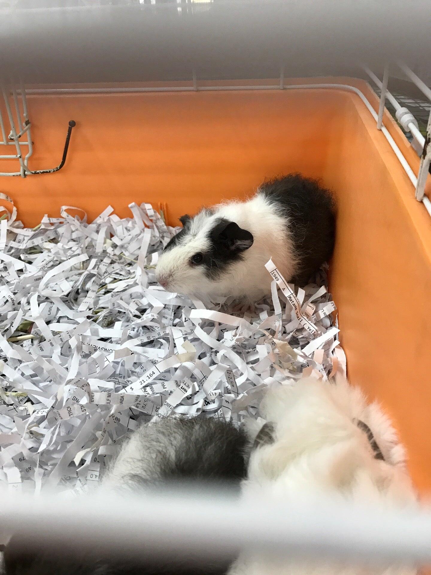 Petland Inc. - Kahala