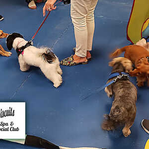 Bubbles and Biscuits  Pet Spa & Social Club for Dogs in Bonita Springs FL