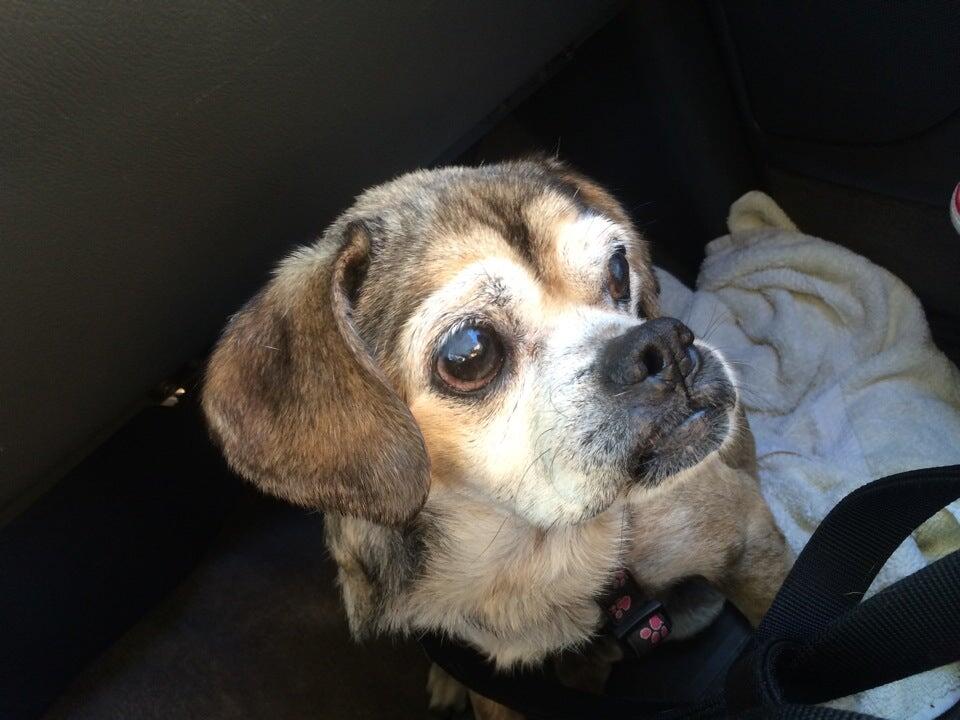 Highland Animal Hospital