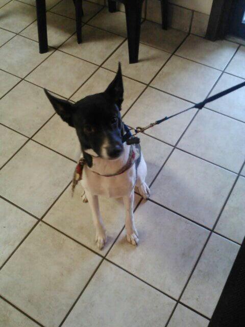 White Oaks West Animal Hospital