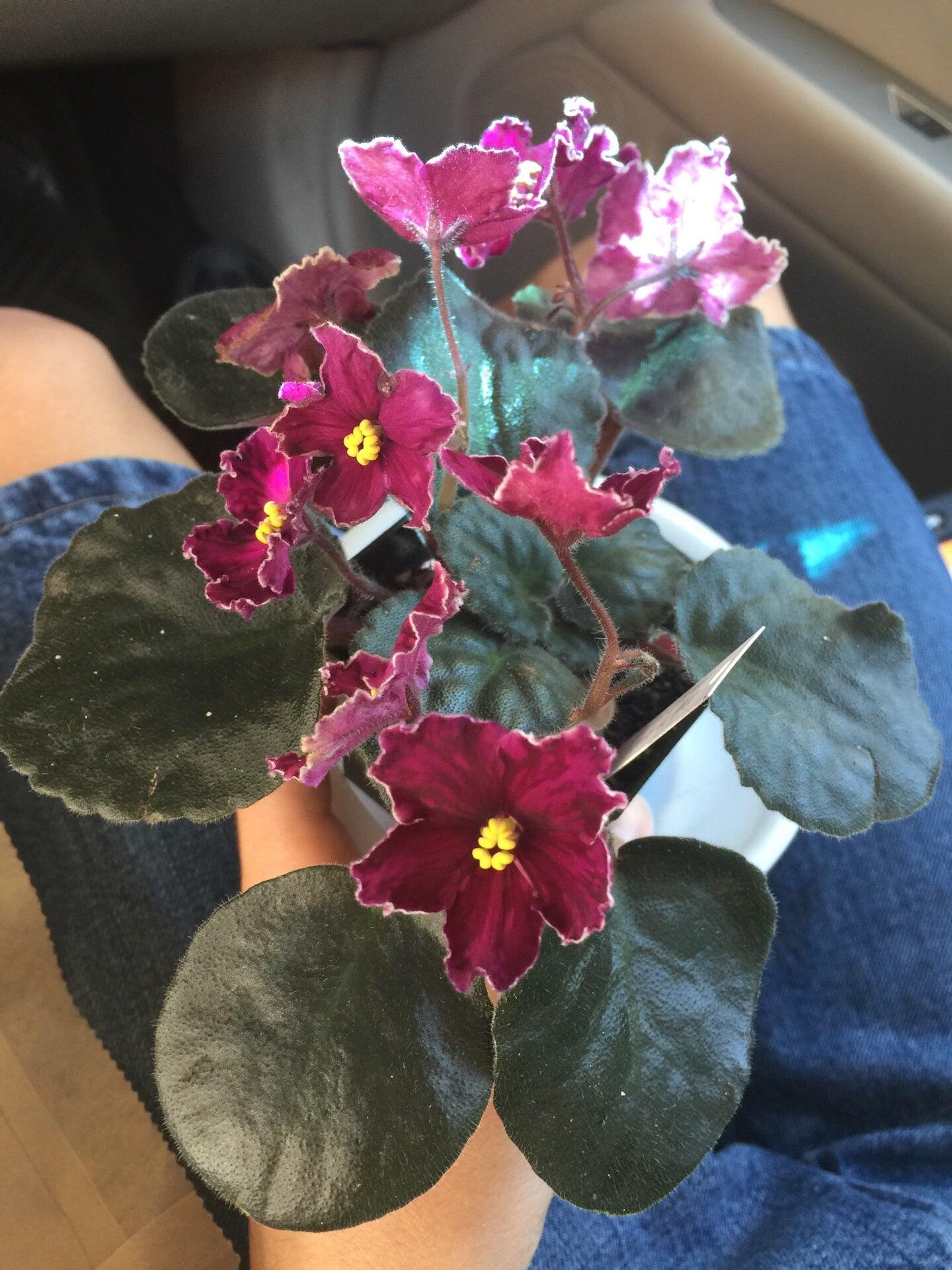 Hill Country African Violets & Nursery Boerne, TX Nextdoor