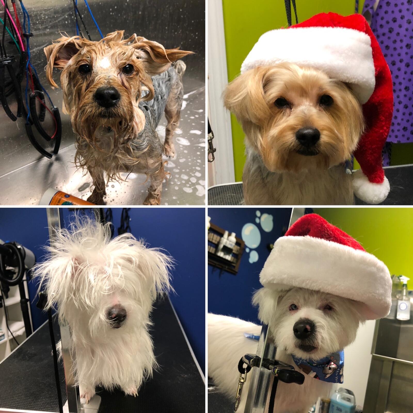 R & A Pet Services Warwick, RI Nextdoor