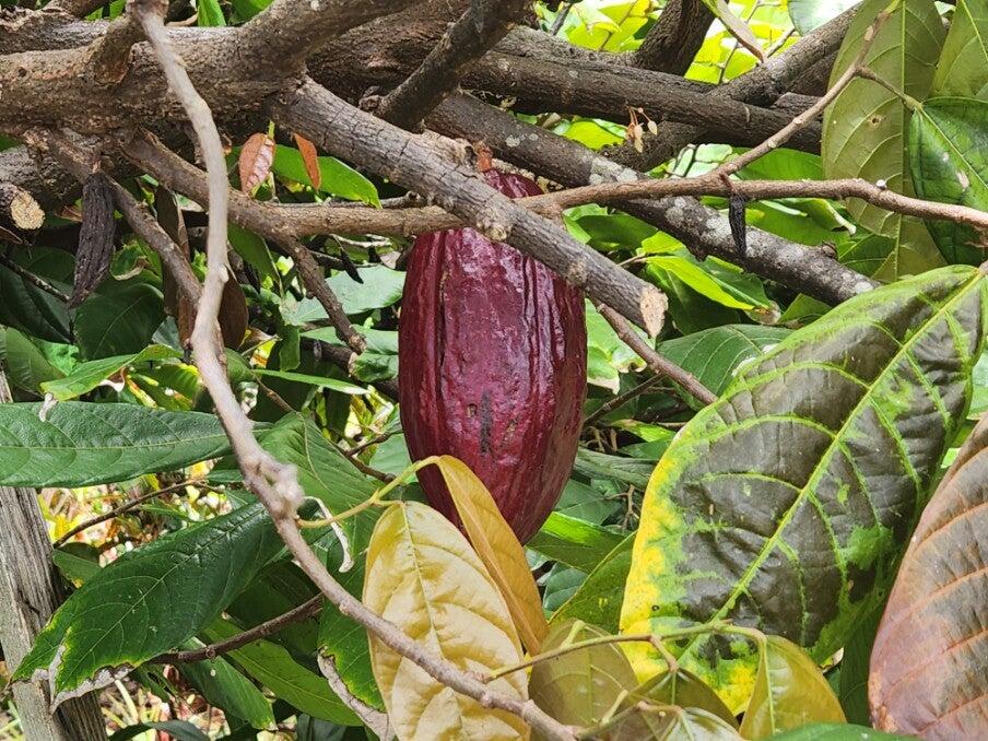 The Original Hawaiian Chocolate Factory Kailua Kona, HI Nextdoor