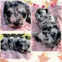 Fancy feet schnauzers hotsell