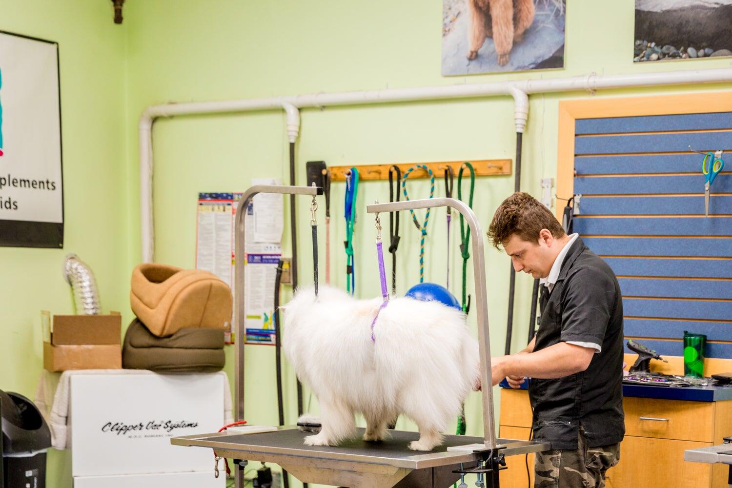 Brookline Grooming Pet Supplies Brookline MA Nextdoor