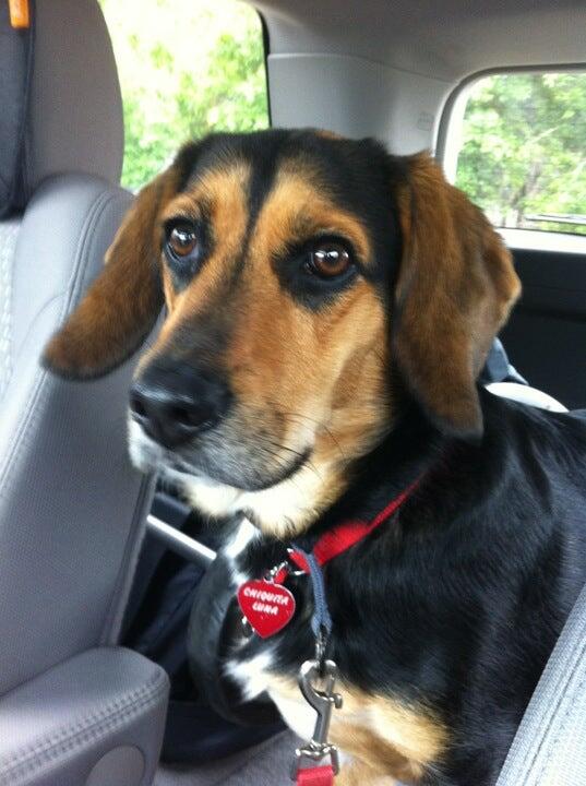 Happy Paws Pet Resort Orlando, FL Nextdoor