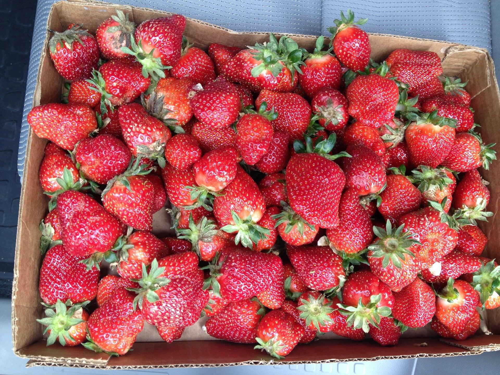 LCCL Strawberry Farm Rome, GA Nextdoor