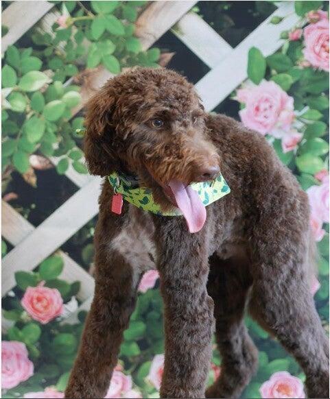 Melissa Michelle Grooming