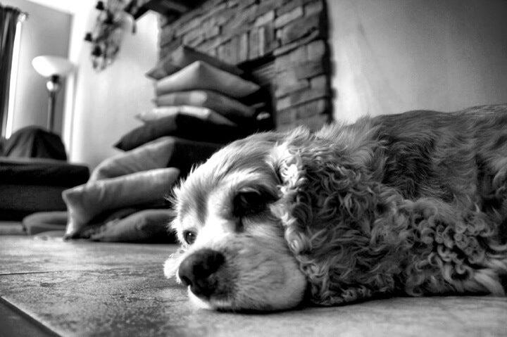 north mecklenburg animal hospital cornelius