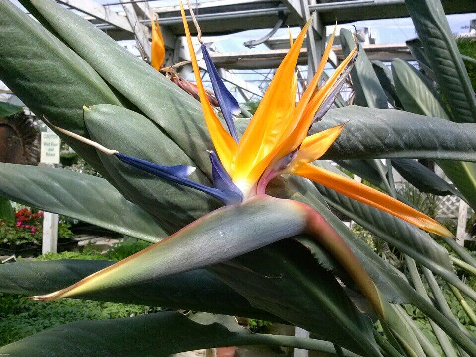 Flower Farm Kennewick Washington Best Flower Site