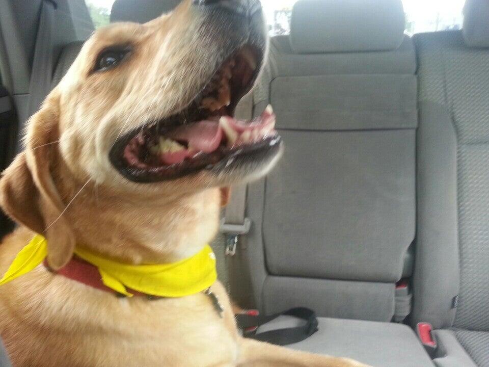 Barking Hound Village Cheshire