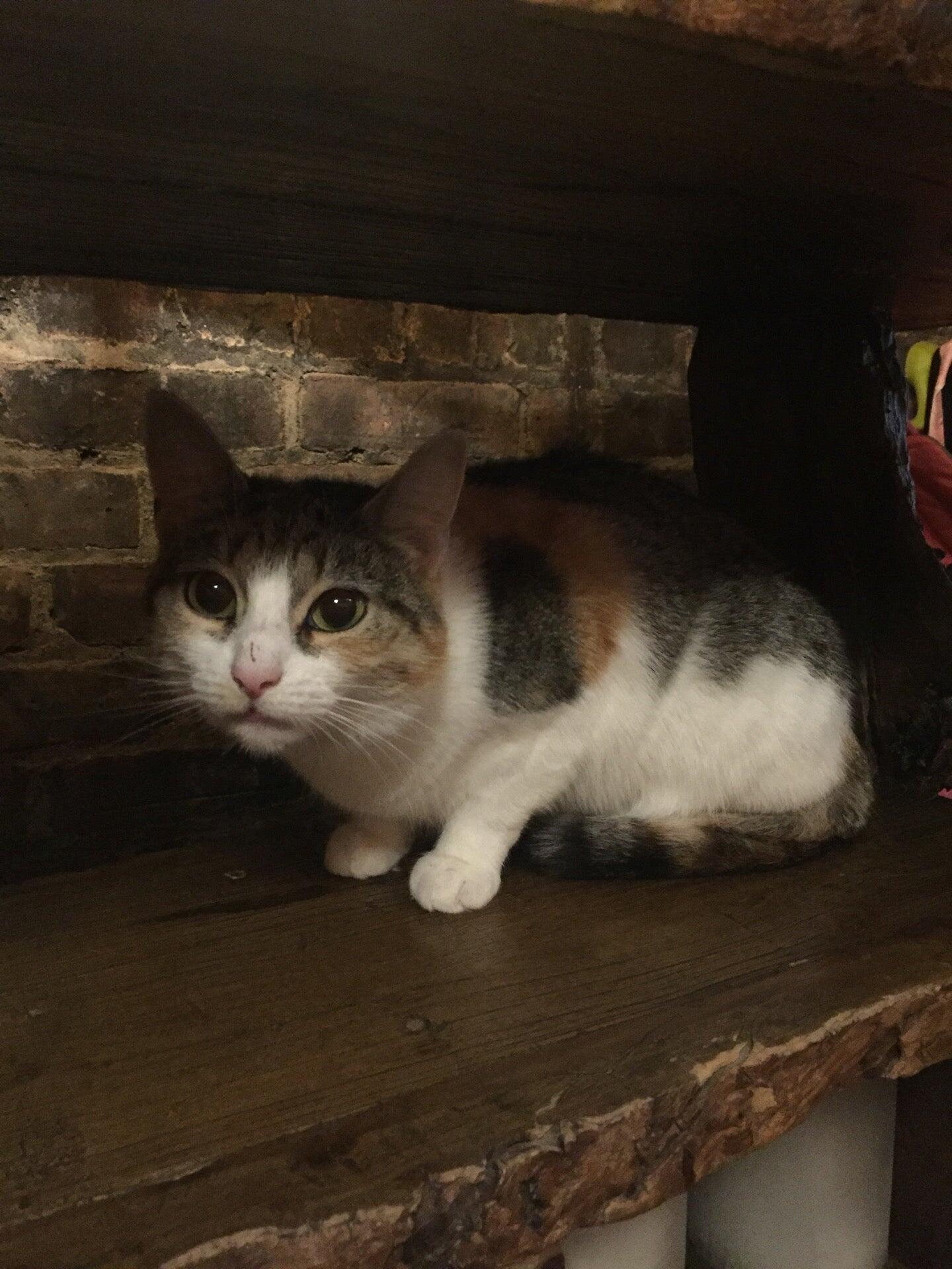 Natural Vet for Pets Hastings On Hudson, NY Nextdoor