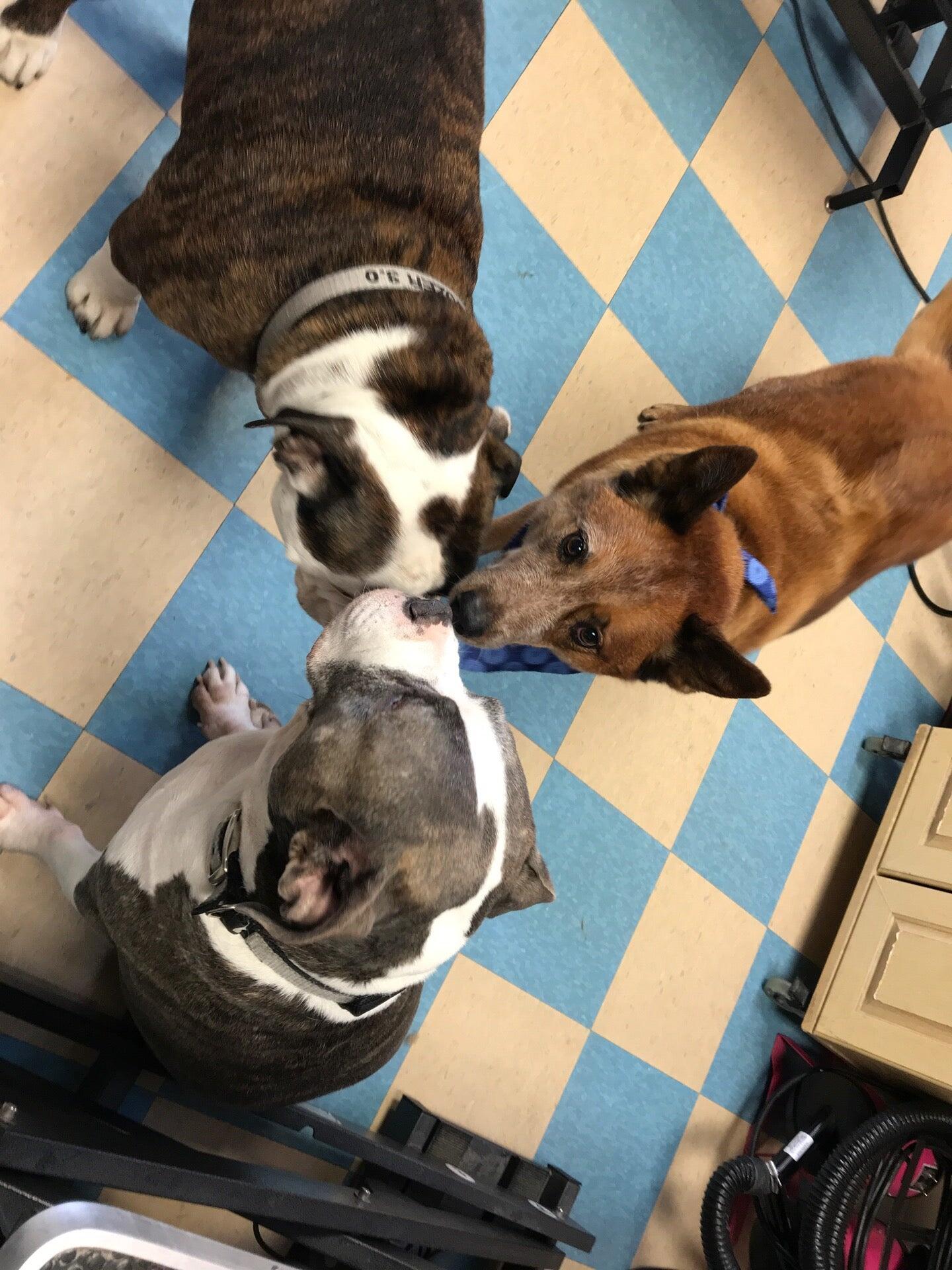 BubbleNest Grooming Cleveland, OH Nextdoor