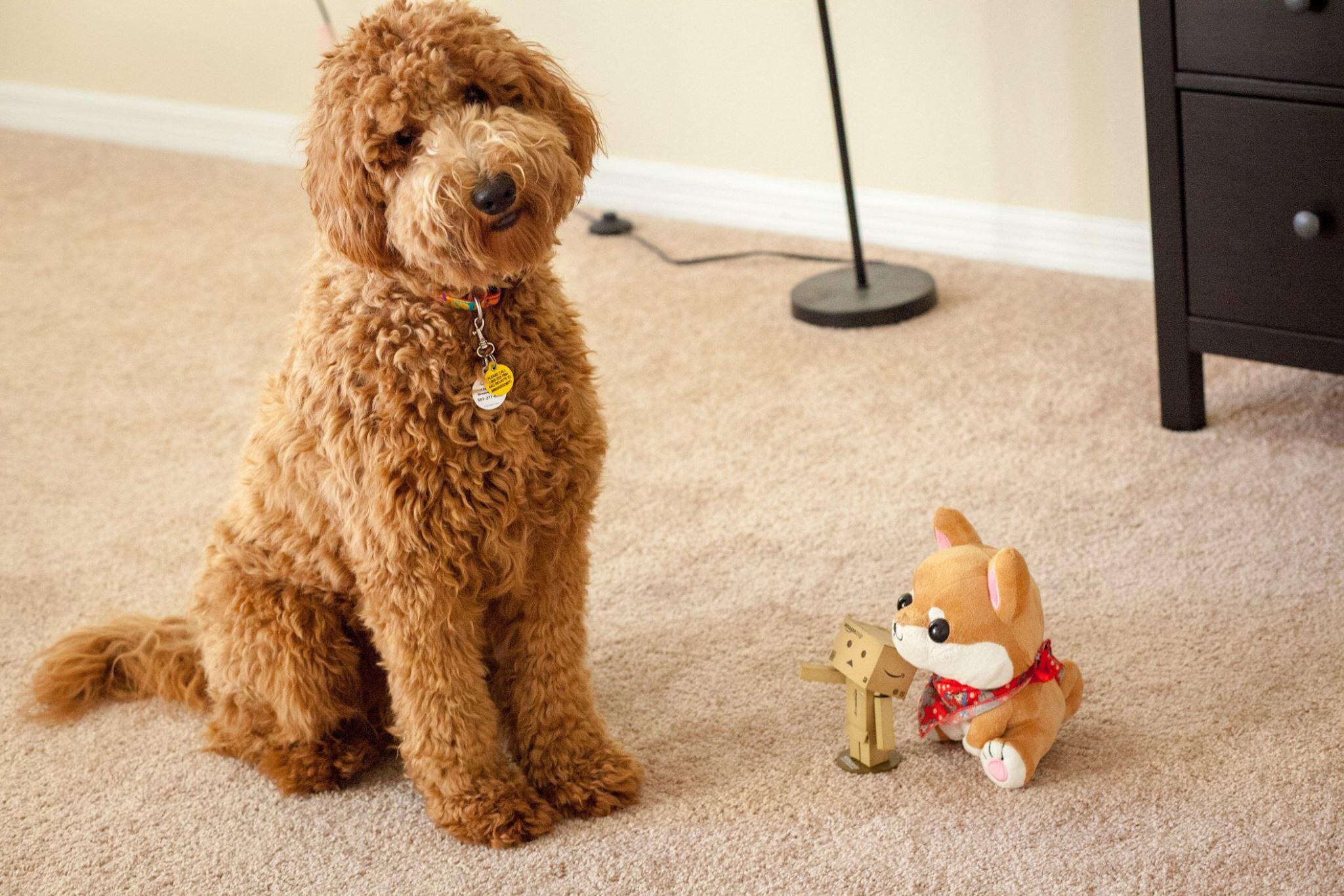 Pet Products for Doodles by Moss Creek